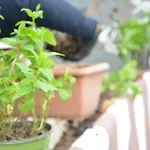 Il Pettirosso * Agerola